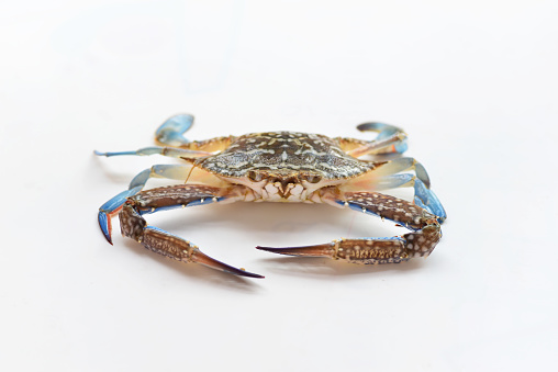 Top View of Raw Musk Crab, Scientific Name Charybdis cruciata, on Isolated White Background with Clipping Path.