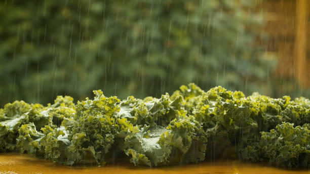 Photo of Fresh lettuce under the rain