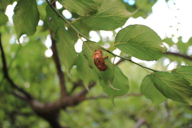 Cicada shell