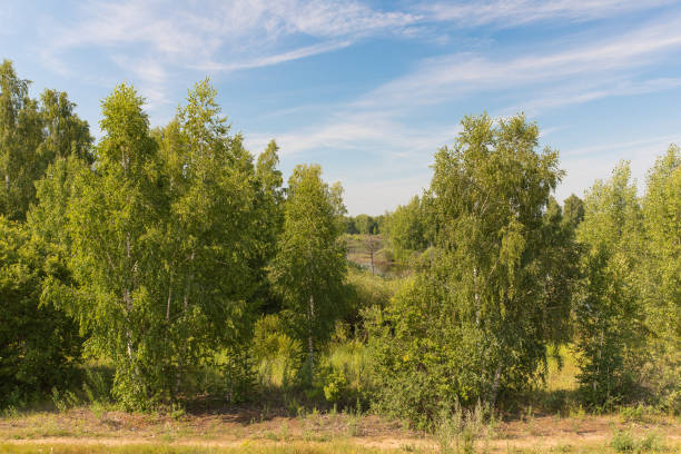 istock A picturesque lake on a Sunny summer day 1255520404
