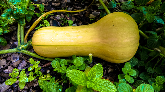 Delicata winter squash isolated over white background