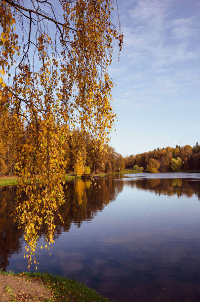 istock Cloudy autumn landscape with forest lake during rainy october morning 1255526383