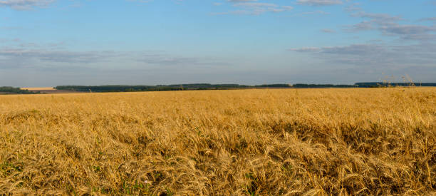 日没時に熟した小麦農場の端に生えている緑の木の眺め。 - field landscape green wheat ストックフォトと画像