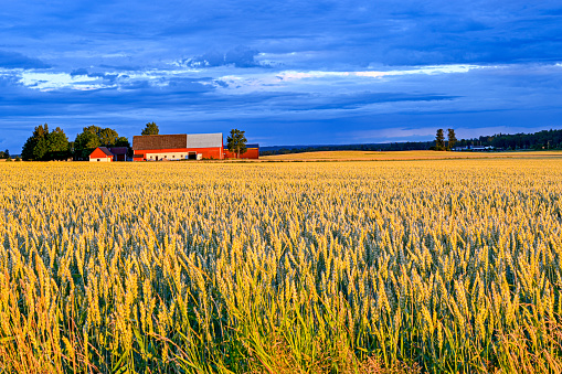 dramatic sky over cornfield near Kumla Sweden july 2020