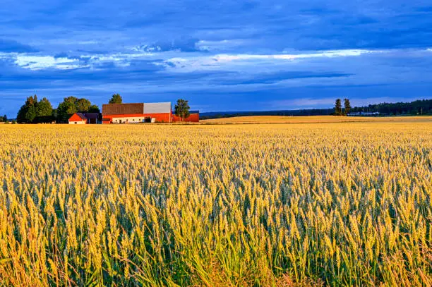 dramatic sky over cornfield near Kumla Sweden july 2020