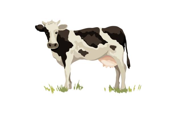 ilustrações de stock, clip art, desenhos animados e ícones de black and white cow. - hayfield