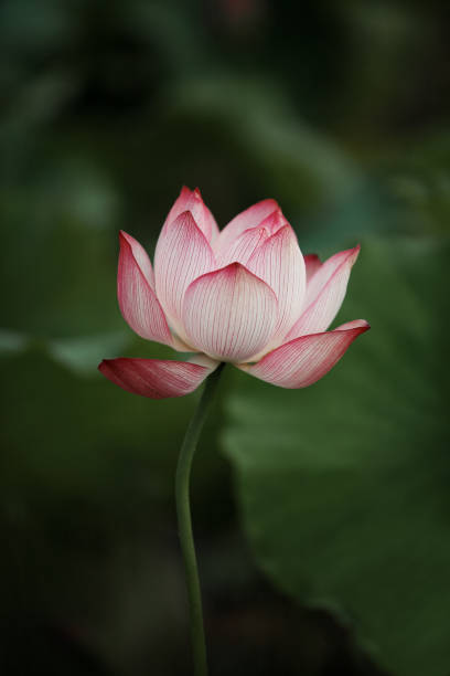 fiore di loto - lotus single flower water lily water foto e immagini stock