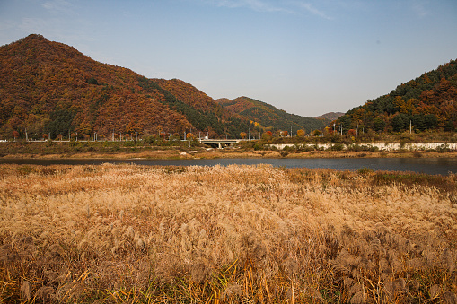 Reed field, Autumn scenery