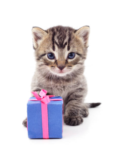 Gray kitten with a gift. Gray kitten with a gift isolated on a white background. kitten gift stock pictures, royalty-free photos & images