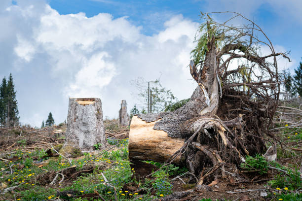 Forest devastated by VAIA storm fury Storm damage in the Belluno Dolomites National Park, Monte Avena, province of Belluno, Italy bioremediation stock pictures, royalty-free photos & images