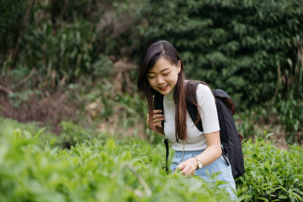 istock Young asian woman with backpack exploring tea plantation 1255532306