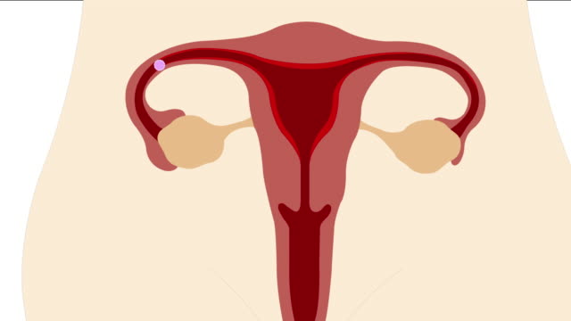 2,984 Menstrual Cycle Stock Videos and Royalty-Free Footage - iStock | Menstrual  cycle calendar, Woman menstrual cycle, Menstrual cycle concept