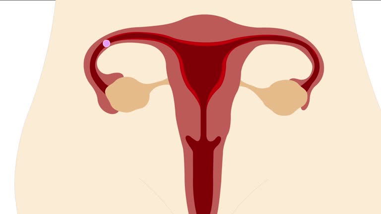 2,984 Menstrual Cycle Stock Videos and Royalty-Free Footage - iStock | Menstrual cycle calendar, Woman menstrual cycle, Menstrual cycle concept 2,984 Menstrual Cycle Stock Videos and Royalty-Free Footage - iStock | Menstrual cycle calendar, Woman menstrual cycle, Menstrual cycle concept