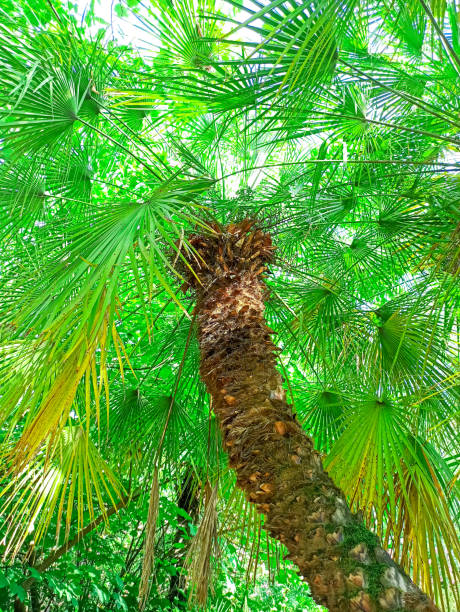 istock Trachicarp palm. Tropical palm tree in the park 1255535057