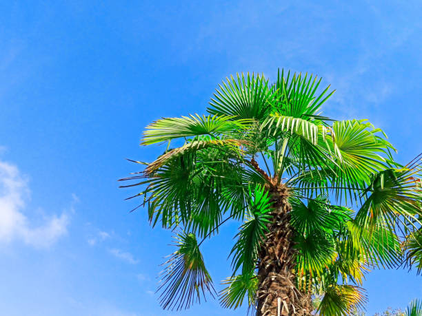 istock Tropical palm tree on blue sky background. Concept summer, holidays, vacation, sea, beach, relaxation. Copy space 1255535142