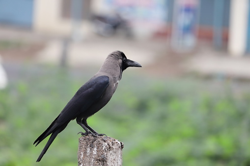 A crow sitting on a pillar in the morning