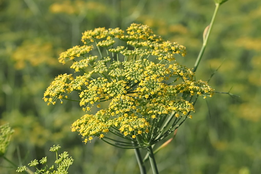 close up of Aniseed flowers bloom in fennel fields
