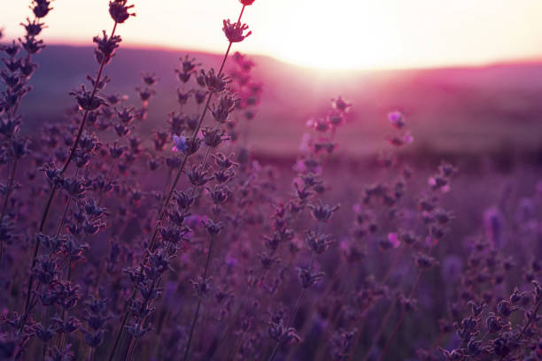 istock Lavender Field in the summer sunset time 1255536087