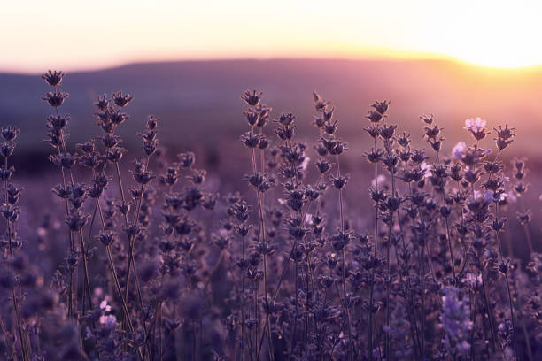 istock Lavender Field in the summer sunset time 1255536115