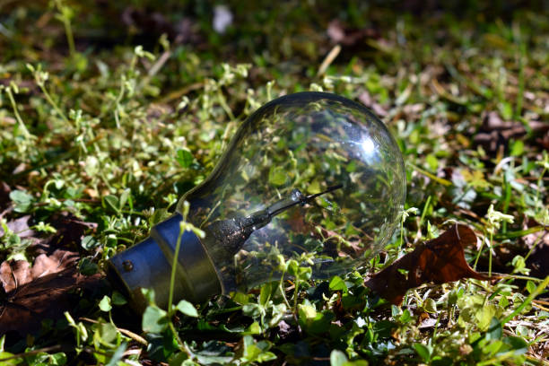 istock bulb in green garden in uttarakhand india 1255536204
