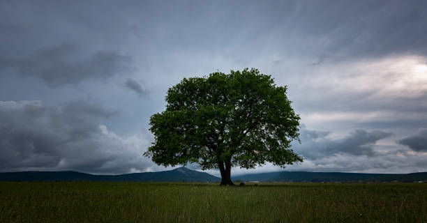 istock Oak tree in full leaf standing alone in a field in summer 1255536278