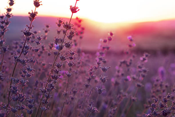 istock Lavender Field in the summer sunset time 1255536372