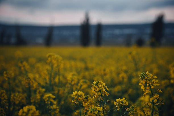 The mustard plant is a plant species in the genera Brassica and Sinapis in the family Brassicaceae
