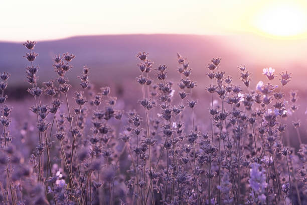 istock Lavender Field in the summer sunset time 1255536592