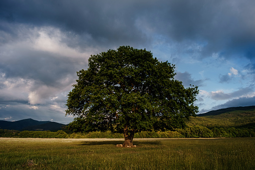 lonely old oak in a field at spring sunset. Outdoor landscape. Sunset light.