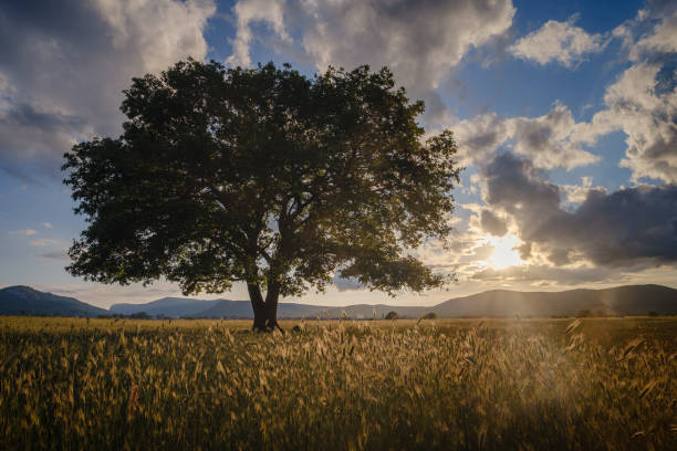 istock lonely old oak in a field at spring sunset 1255536676