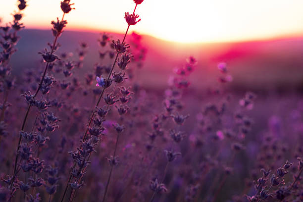 istock Lavender Field in the summer sunset time 1255537528