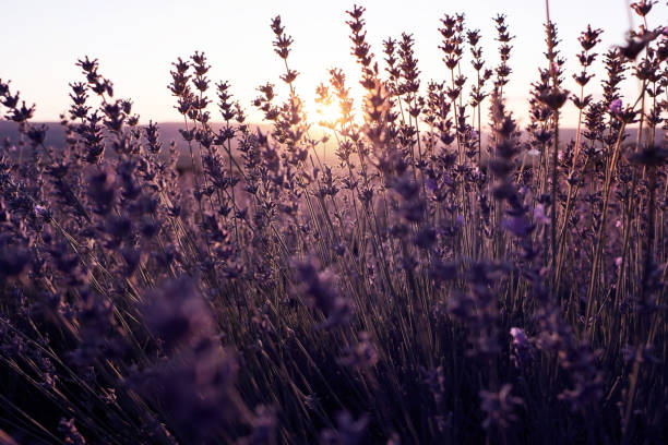 istock Lavender Field in the summer sunset time 1255537555