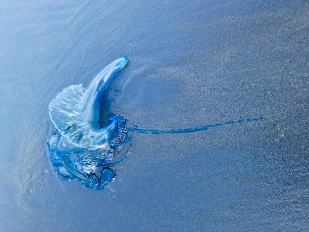 istock Portuguese Man-o-War 1255537657