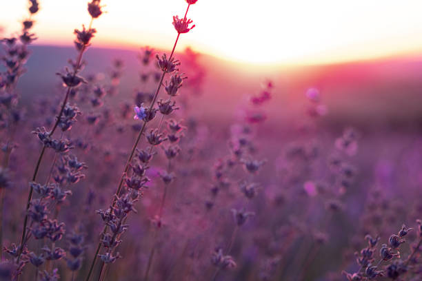 istock Lavender Field in the summer sunset time 1255537909