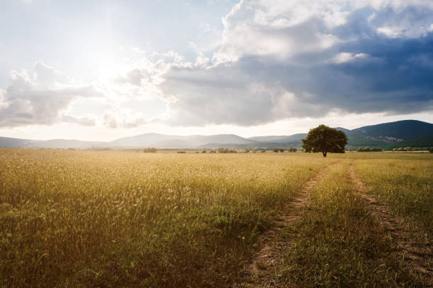 istock lonely old oak in a field at spring sunset 1255537910