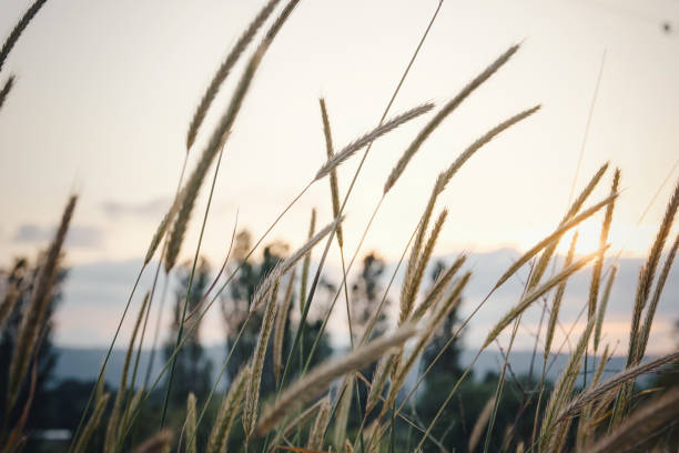 istock grass spikelets at sunset in the field, close up 1255537911