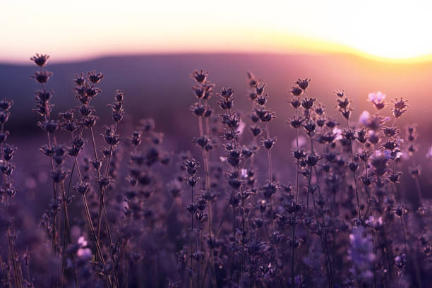 istock Lavender Field in the summer sunset time 1255537915