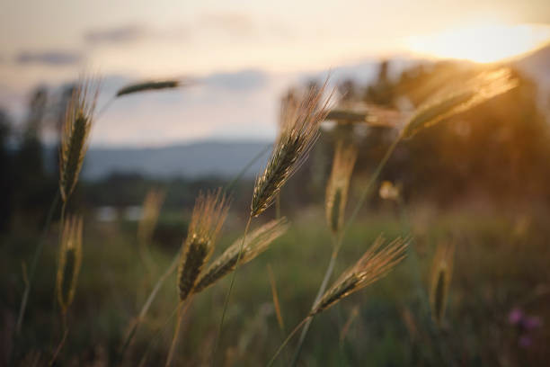 istock grass spikelets at sunset in the field, close up 1255538022