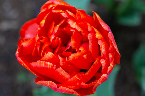 istock Beautiful magnificent red tulip. 1255538781
