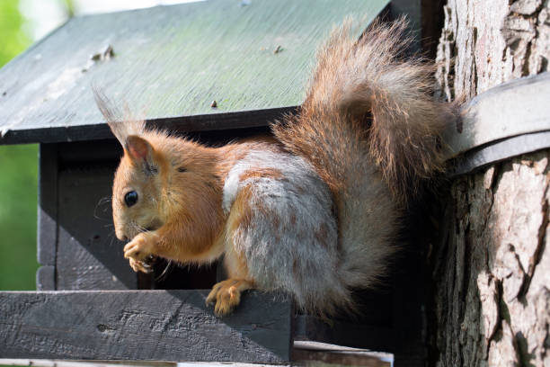 istock The squirrel gnaws a nut. An animal in the park. 1255538823