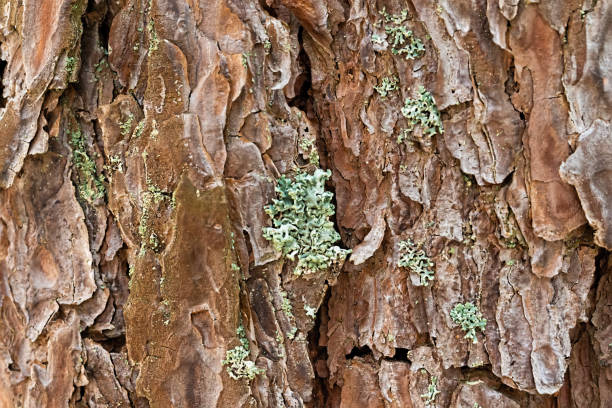 istock The bark of an old tree with moss closeup. 1255538861