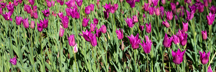 Many purple tulips in the garden.