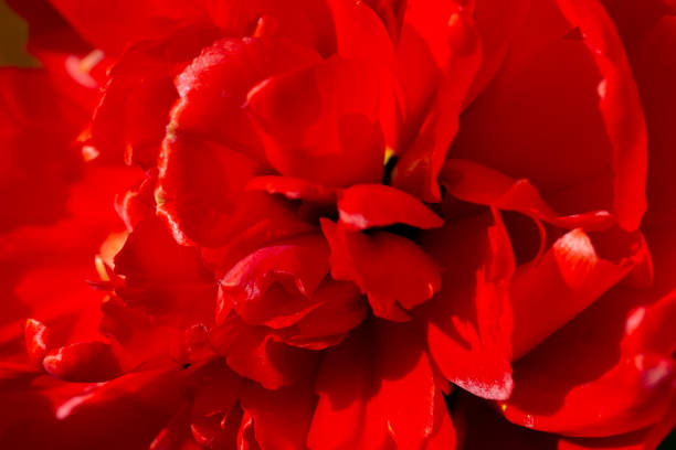 istock Red tulip close-up. Beautiful flower macro shot. 1255538980