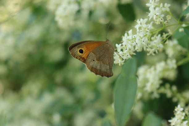 orange and brown small copper butterfly on white flowers - lycaena phlaeas imagens e fotografias de stock