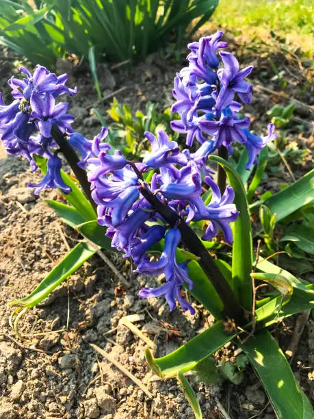 Blue hyacinths growing in ground. Studio Photo