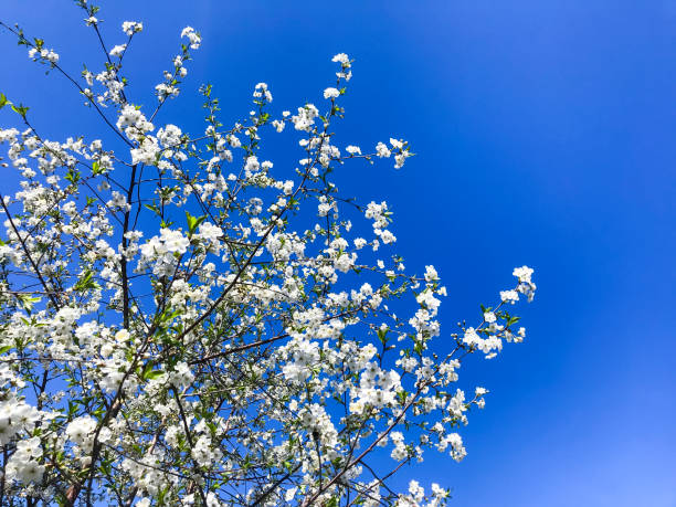 istock Cherry garden blooming against blue sky. 1255540206