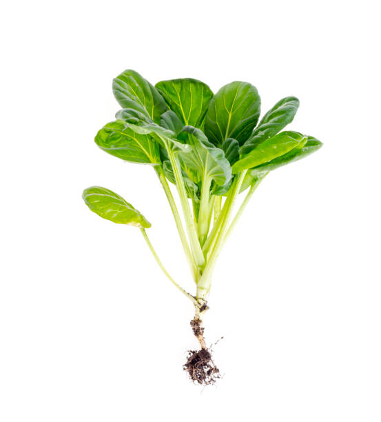 istock Young green sprout, cabbage with root, isolated on white background. 1255540323