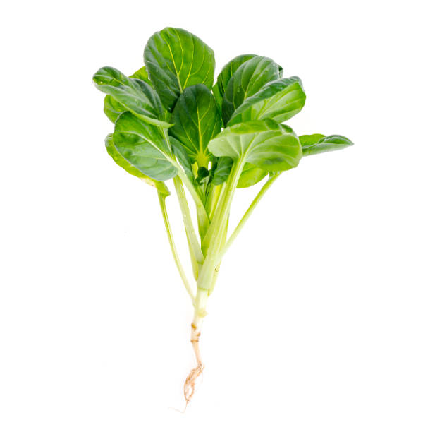 istock Young green sprout, cabbage with root, isolated on white background. 1255540324