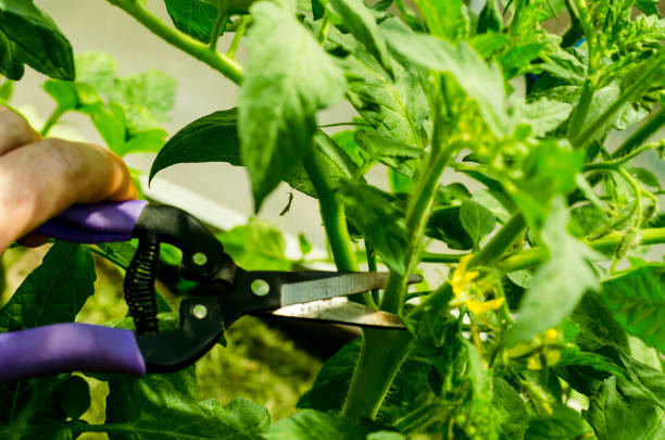 istock Pruning tomato plants, removing  stems. Studio Photo 1255540342