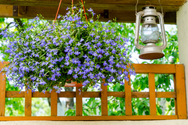 istock Blue lobelia in hanging pots. Studio Photo 1255540349
